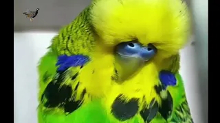 Budgie Meet Disco the incredible talking | Budgie singing to mirror | Baby Budgie Hatching