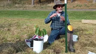 How To Plant A Pawpaw Seedling