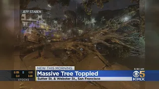 San Francisco Tree Topples:  Tree topples near San Francisco's Japantown