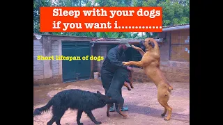 There's nothing wrong with letting your dogs sleep on your bed says Richard of Jango Kennels