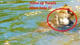 Million Pity Poor baby monkey Duke Nearly drown by Duchess Bring Poor Duke in chest swim a long time