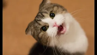 CATS will make you LAUGH YOUR HEAD OFF - Funny CAT compilation 2020 #ChatDrôle #VidéoDeChat