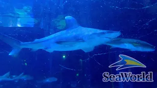 Shark Encounter SeaWorld Orlando Florida 2021 | Walking Tour