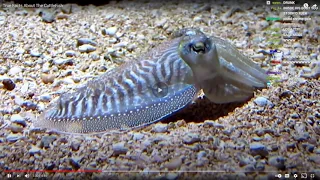 YourRAGE Reacts To True Facts About CuttleFish and is BLOWN AWAY