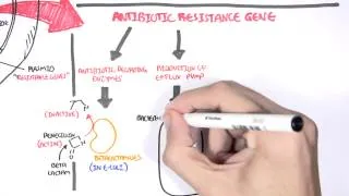 Microbiology - Bacteria Antibiotic Resistance