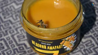 Медовий амарант — унікальний продукт із Херсона