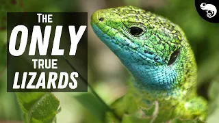 Most "Lizards" Are NOT True Lizards At All!