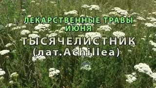 Лекарственные растения июня "Тысячелистник"