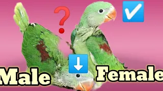 Baby parrot male female difference #pahaditota #alexandrine #indianringneckparrot