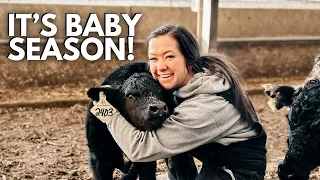 well.. we've got babies! CALVING SEASON VLOG | Day in the life of a 27 year old farmer