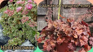 Багато нових рослин в@садок мрії Надії.Робочий влог,що роблю в садочку?Рослини в горщиках посадка🌺🌸🌿