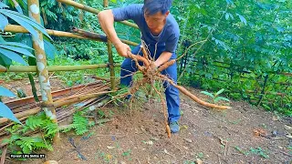 Harvest wild cassava in the garden, Build a safe shelter - Survival instinct | Ep. 174