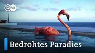 Bedrohtes Paradies - Klimawandel auf Curaçao | DW Reporter