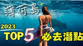 【宿霧薄荷島2023】自由潛水Top5必去之潛點攻略｜海底美到都不想離開了～沉飛機、Lila鯨鯊共游、珊瑚花園、峭壁斷層