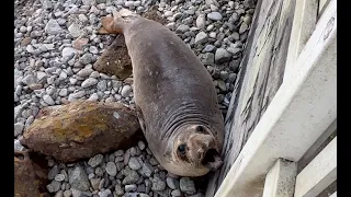 Sunday trip & Elephant seals