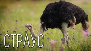 Ostrich: The biggest bird on Planet Earth | Interesting facts about ostriches