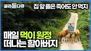 황소 4마리를 경운기에 묶어 매일 들판으로 향하는 할아버지, 내 밥은 걸러도 소 밥은 절대 안 거른다!│무주 백운산 산골짜기│한국기행│#골라듄다큐