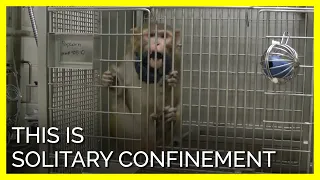The National Primate Research Centers Imprison Monkeys In Barren Cages for Decades At a Time
