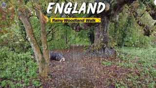 An English Countryside WALK with the Soothing Sound of the Rain in Autumn || Forest WALK