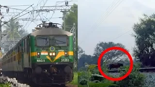 LOCO PILOT SAVES THE COW | GREEN DOMINATION | Indian Railways