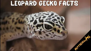 8 Leopard Gecko Facts You'll Want To Know