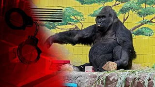 Що сталось з єдиною в Україні горилою? Неймовірна правда про справжнього самця