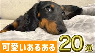 【犬あるある】ダックス可愛い20選！仕草や表情が魅力的です！