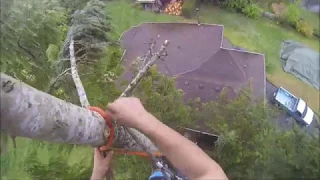 TREE TOP RIGGING ,, ONE MAN , ONE SAW , ONE ROPE