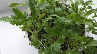 How to grow arugula on the windowsill