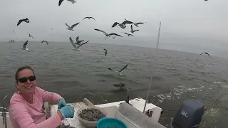 Shrimp Trawling... a look at the things we're catching in a 25' trawl net