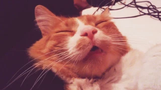 The cat who sleeps with his mouth open.