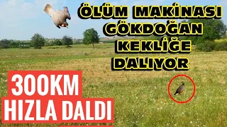 ÖLÜM MAKİNASI GÖKDOĞAN KEKLİĞİ HÜCRELERİNE AYIRDI