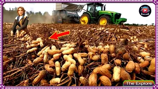 How US Farmers Harvest 1,5$ Millions Of Tons Of Peanuts - Peanuts Farming| Peanut Processing Factory