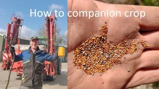 How to establish companion crops in winter wheat