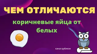 Чем отличаются коричневые яйца от белых