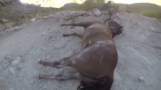 Otro caballo muerto en el sendero Havasupai