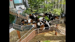 Guinea Pigs , & babies