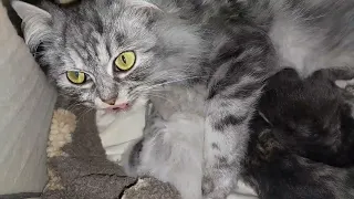 Mother Cat Can't Live Without Her Newborn Babies She's Sitting And Licking While They're Sleeping