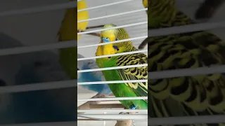 parakeet budgie singing #shorts #birds