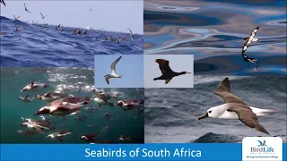 VABF BirdLife South Africa Conservation Video F2 31 July 2021