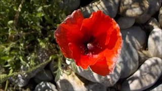 Joli Coquelicot danse avec le vent