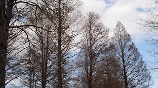 海を想う　　宗次郎作曲　pochee オカリナ演奏　　　#ocarina #sojiro #オカリナ #宗次郎