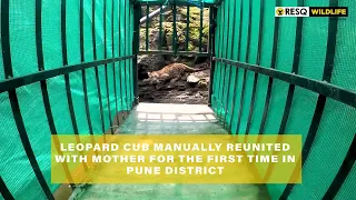 Leopard cub manually reunited with mother in Pune District | RESQCT | Maha Forest Dept.