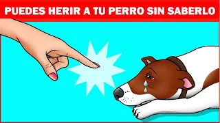 16 maneras en las que estás dañando a tu perro sin darte cuenta