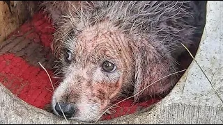 Heartbreaking Rescue of 4 Sick Poor Puppies...