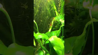 Caridina Shrimp 🦐#tropicalfish #plantedtank #aquascape #shrimptank #cichlid #mentalhealth #howto