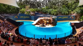 Sea Lions Show in Loro Parque, Tenerife, Spain