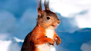 Смешные белки - Funny squirrel - Приколы белочки