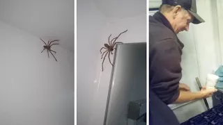 Couple Fails At Catching Huntsman Spider