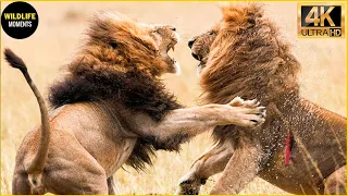 ONE HOUR of Incredible Wild Animal Fight Moments Compilation ! SWAG WILDLIFE MOMENTS